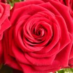 red-roses-1269545_960_720