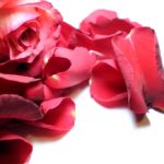 rose-petals-1180514_960_720
