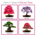 bonsai-kit-kaliergeia-550×550