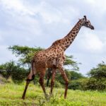 pexels-africa-vacation-safaris-3529692