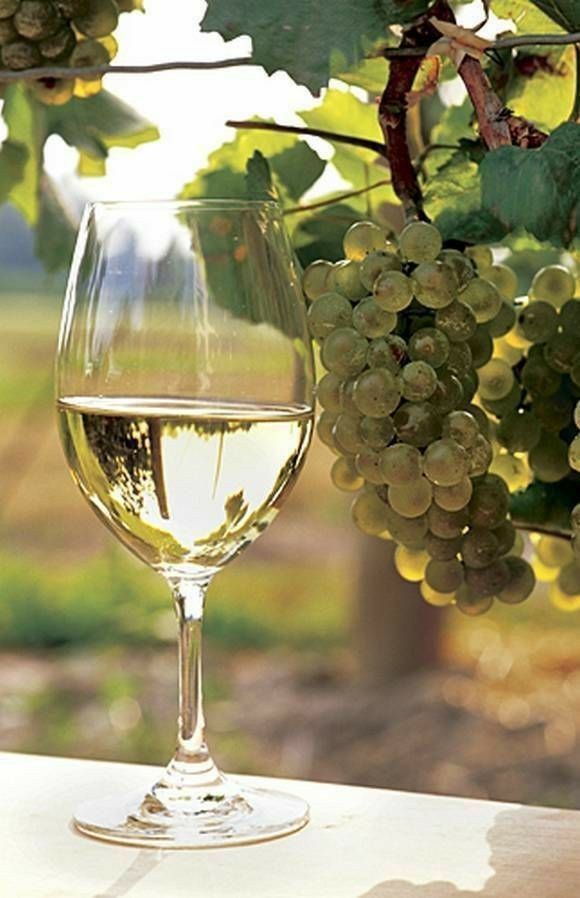 Riesling - ένα παρεξηγημένο κρασί