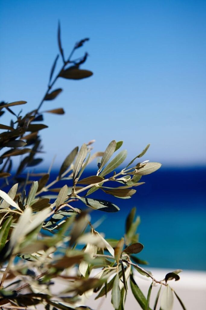 Αύγουστος, σταφύλια και σύκα / Πηγή: Pinterest.com